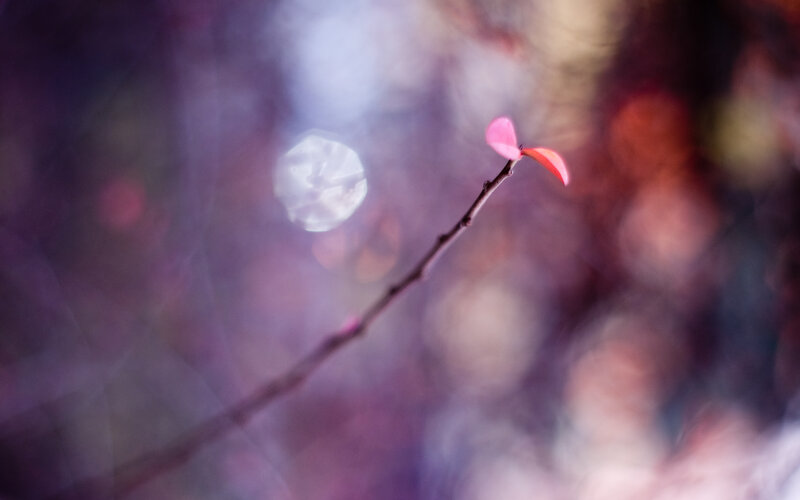 Pink leaf on a branch