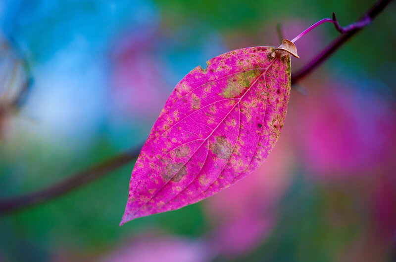 Pink Leaf on Branch