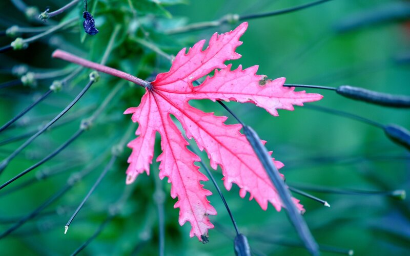 Pink Leaf on Green Plant