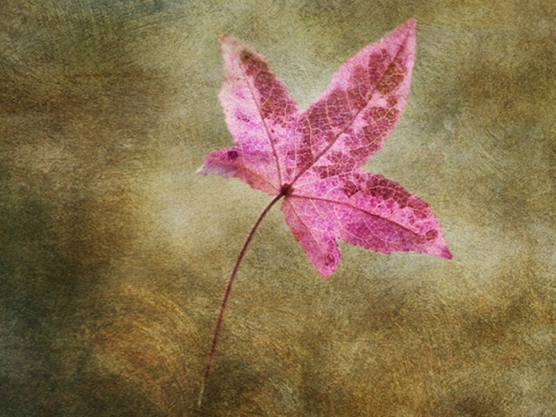 Pink Leaf on Textured Background