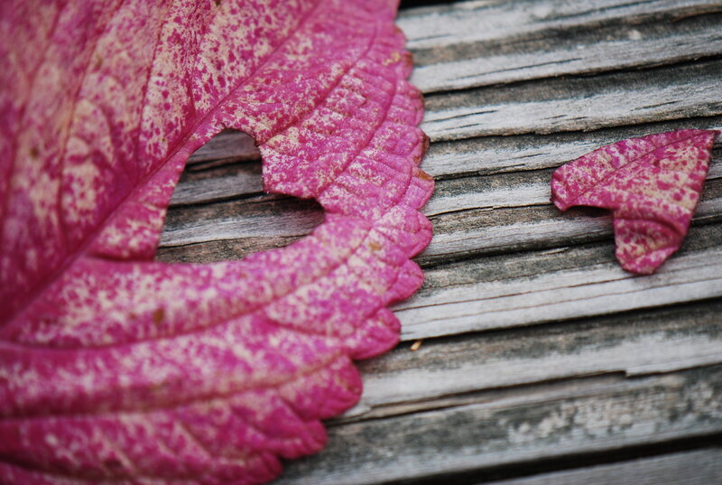 Pink Leaf with Heart Cutout