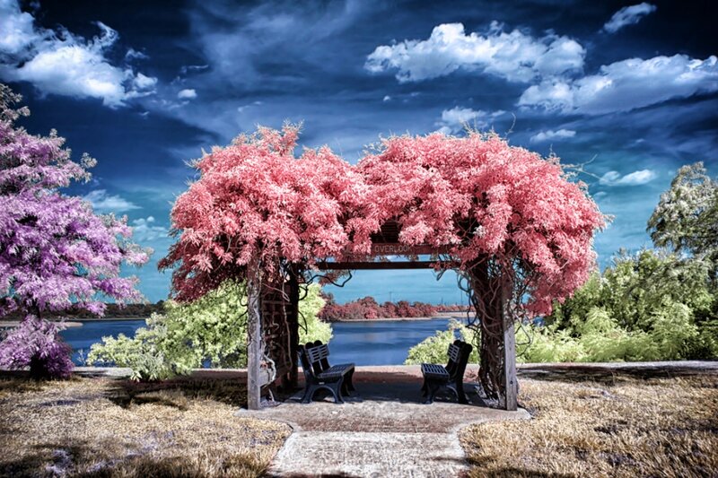 Pink-leafed Arbor with Benches