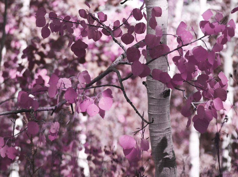 Pink-leafed birch tree