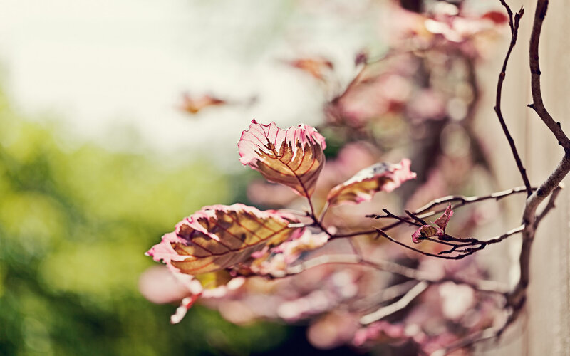 Pink-leafed Branch
