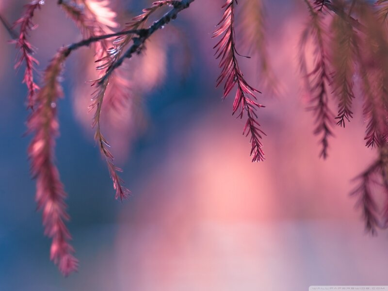 Pink-leafed Branches