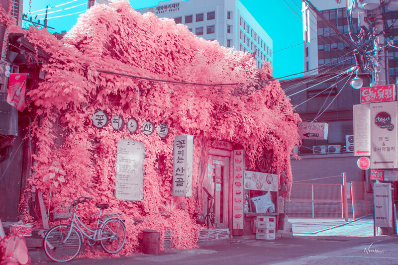 Pink-leafed Building