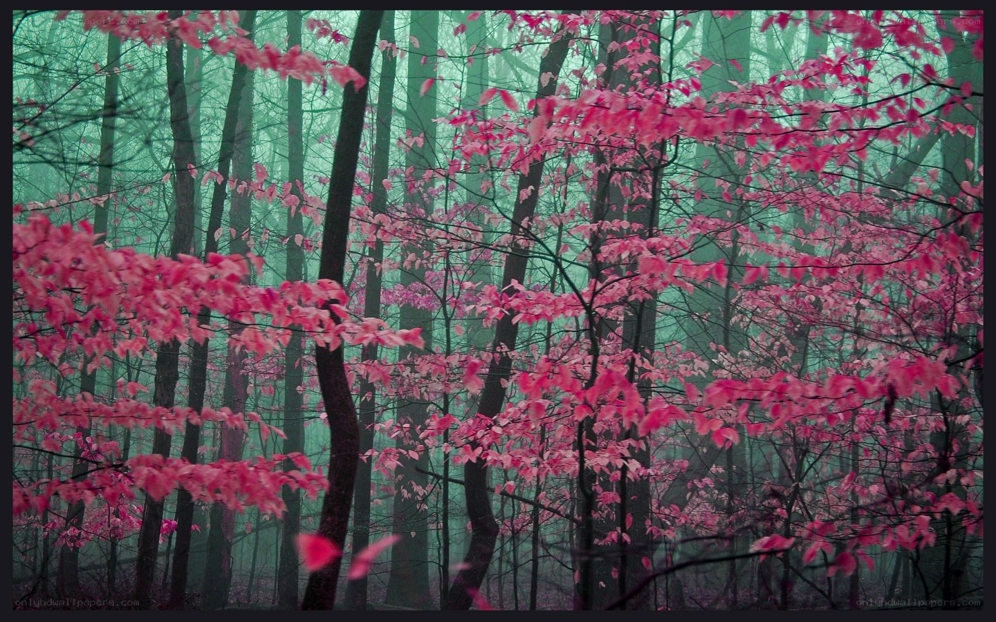 Pink-leafed forest in mist