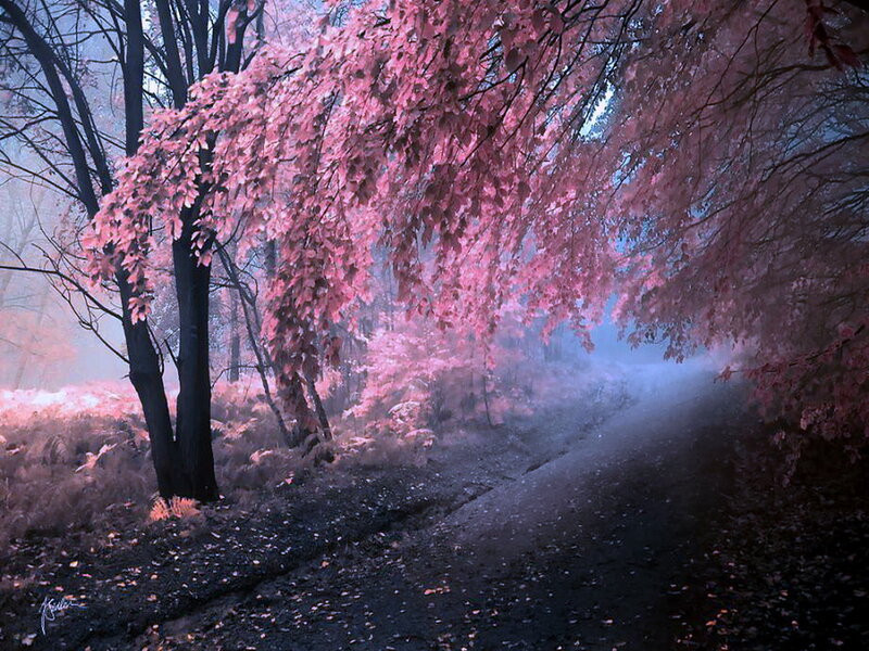 Pink-leafed Forest Path