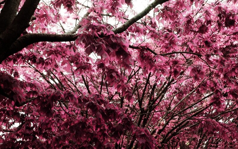 Pink-leafed Tree Branches — Pink, Serene