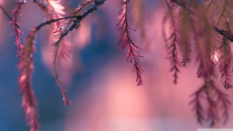Pink-leafed Tree Branches — Pink