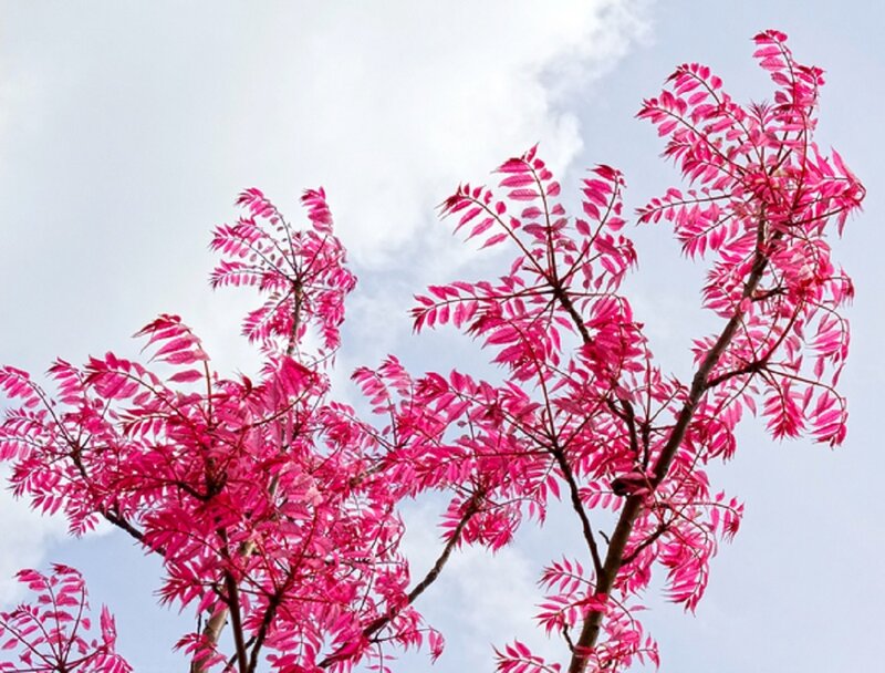 Pink-leafed Tree Branches