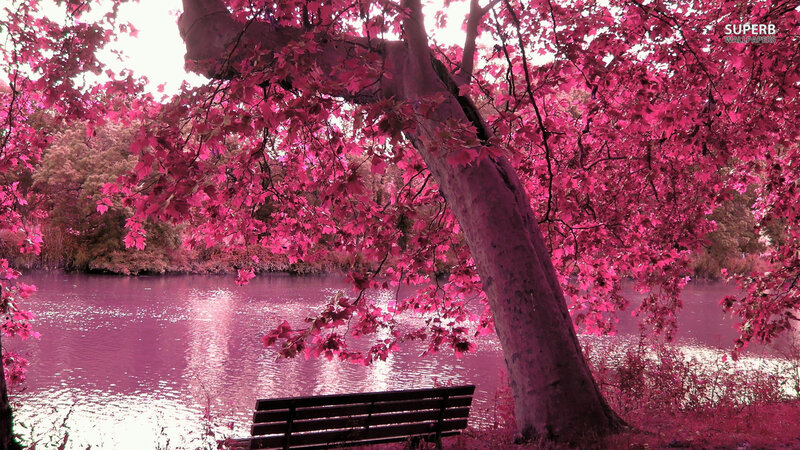 Pink-leafed Tree by Lake — Pink, Serene
