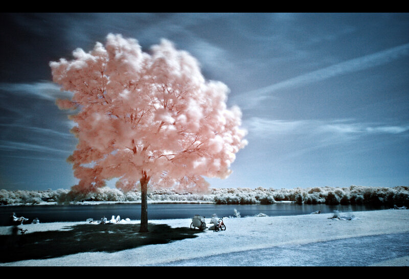 Pink-leafed Tree by Lake