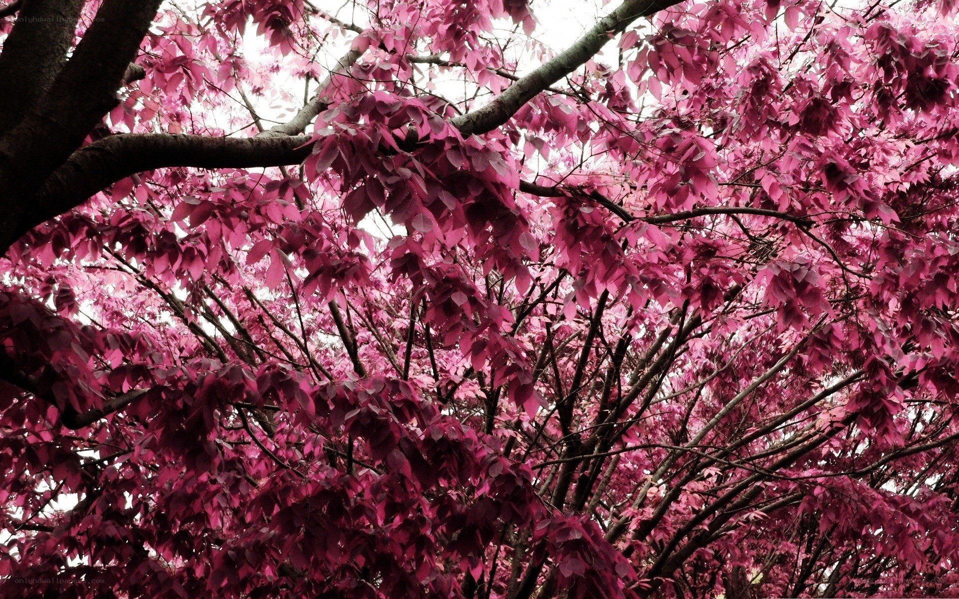 pink-leafed tree canopy