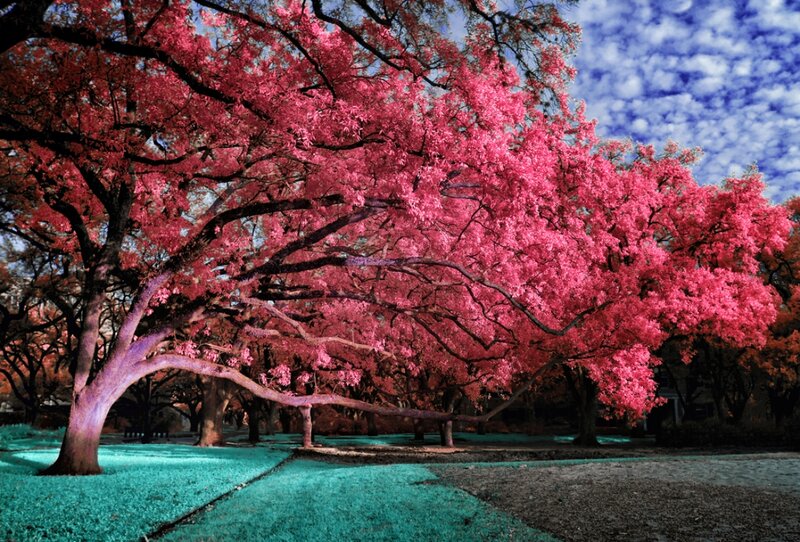 Pink-leafed Tree
