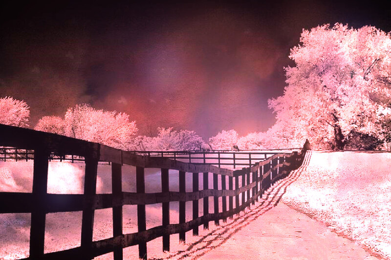 Pink-leafed Trees at Night