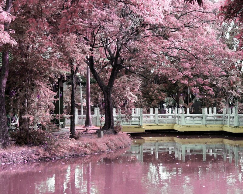 Pink-leafed trees by a pond