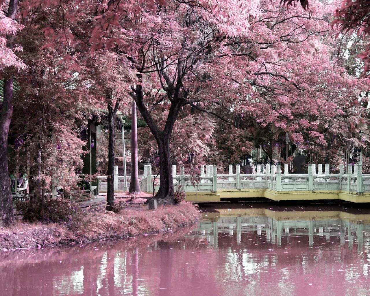 Pink-leafed trees by a pond