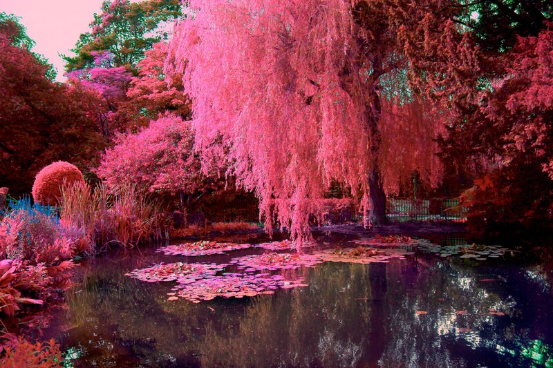 Pink-leafed Trees by Pond — Pink, Serene, Spring