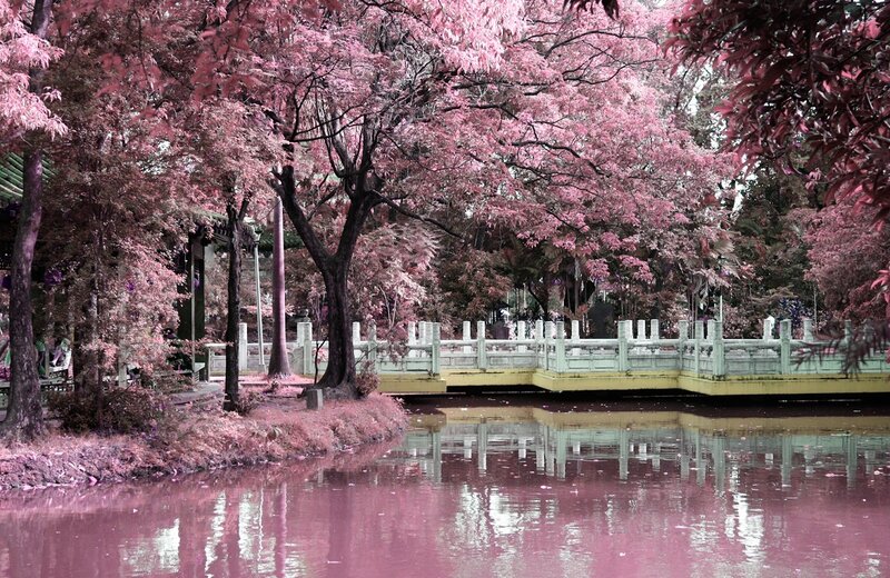 Pink-leafed Trees by Pond — Pink, Serene