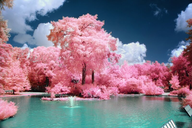 Pink-leafed Trees by Pond — Pink