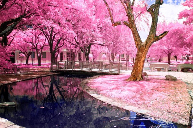 Pink-leafed Trees by Pond