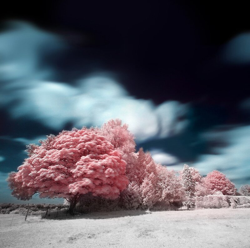 Pink-leafed Trees in Field