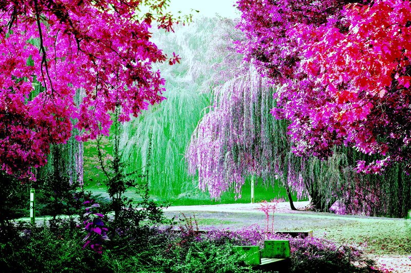 Pink-leafed Trees in Park — Magenta