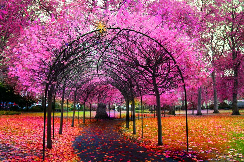 Pink-leafed Trees in Park