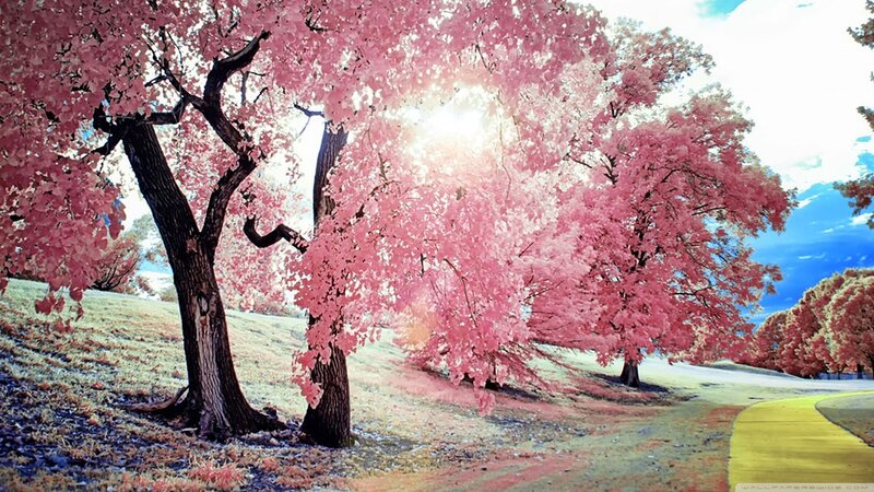 Pink-leafed Trees on Hill