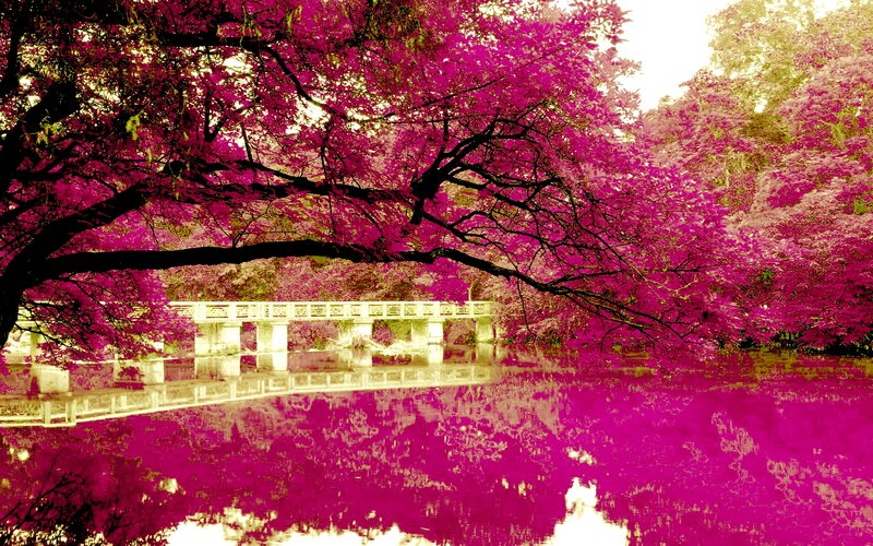 Pink-leafed Trees over Bridge
