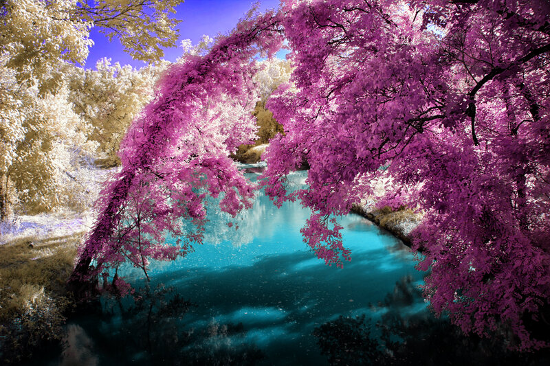 Pink-leafed Trees over River