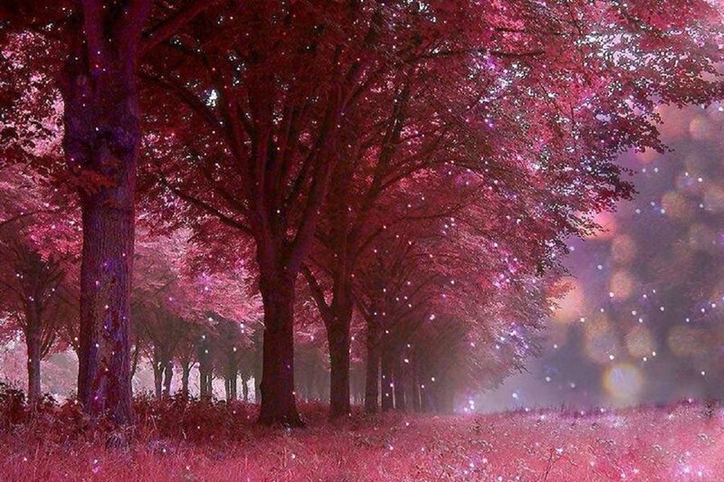 Pink-leafed Trees — Pink, Dreamy