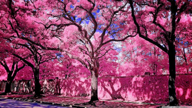 Pink-leafed Trees — Pink