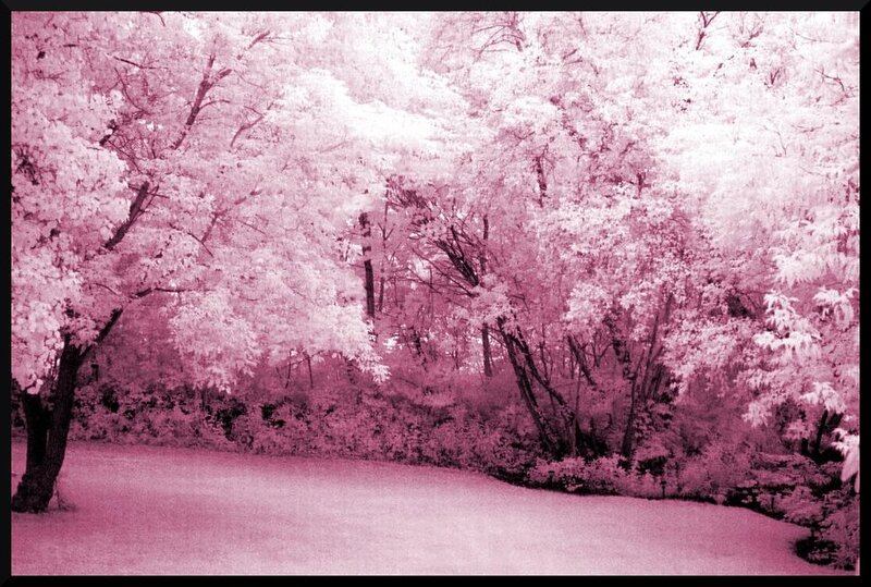 Pink-leafed Trees