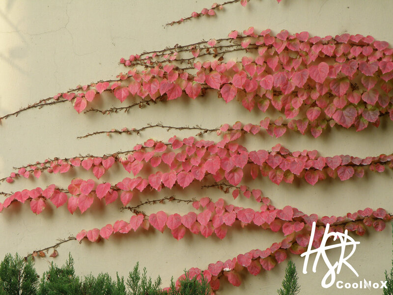 Pink-leafed Vines on Wall