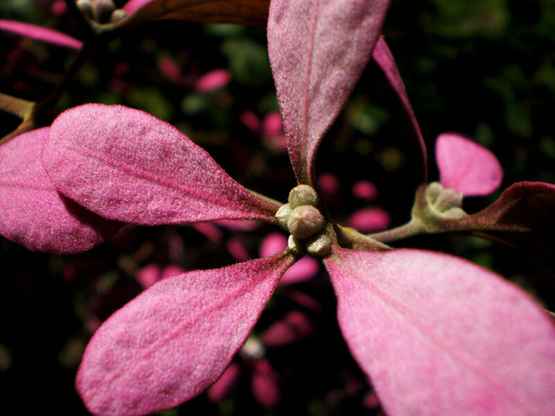 Pink Leafy Plant