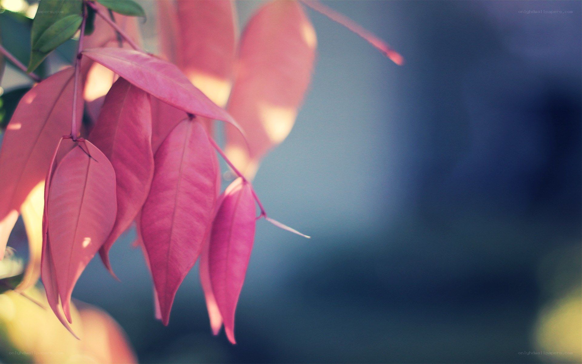 Pink leaves in soft light