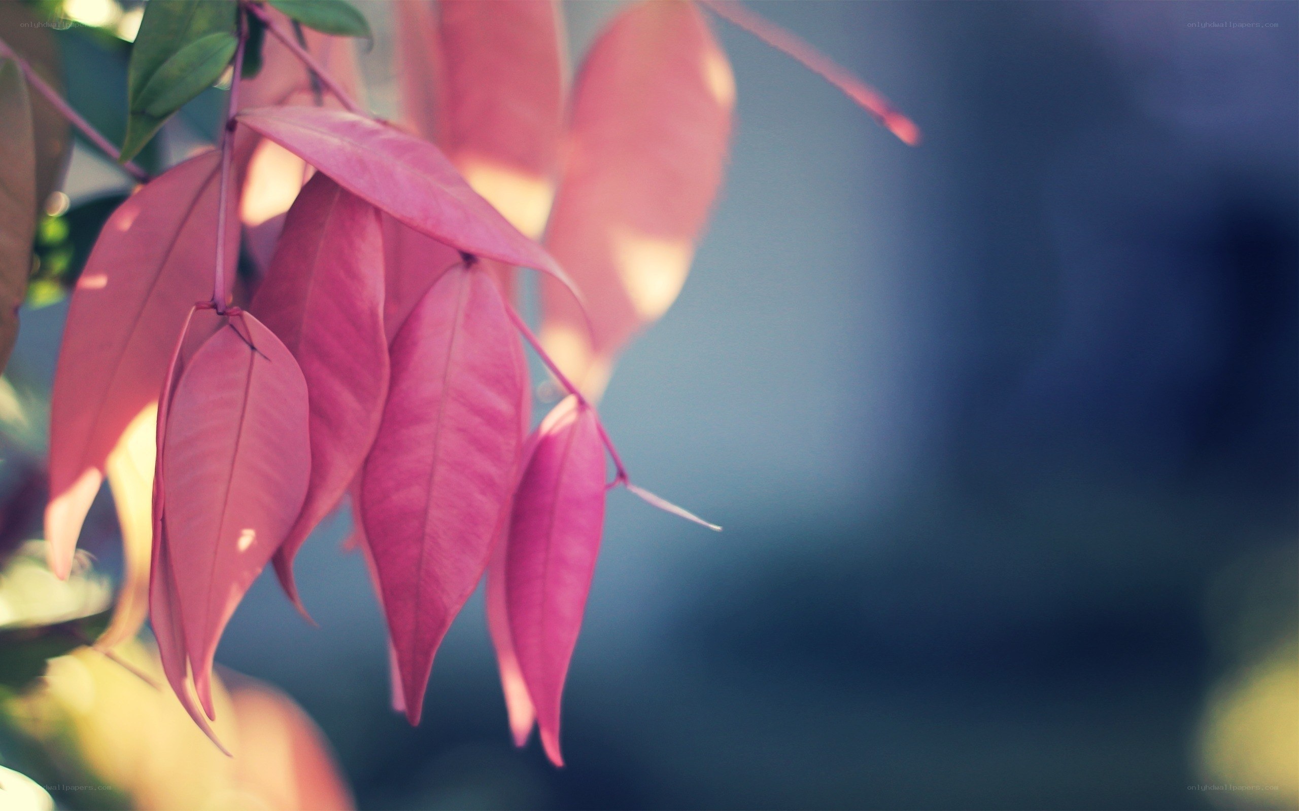Pink leaves in soft light