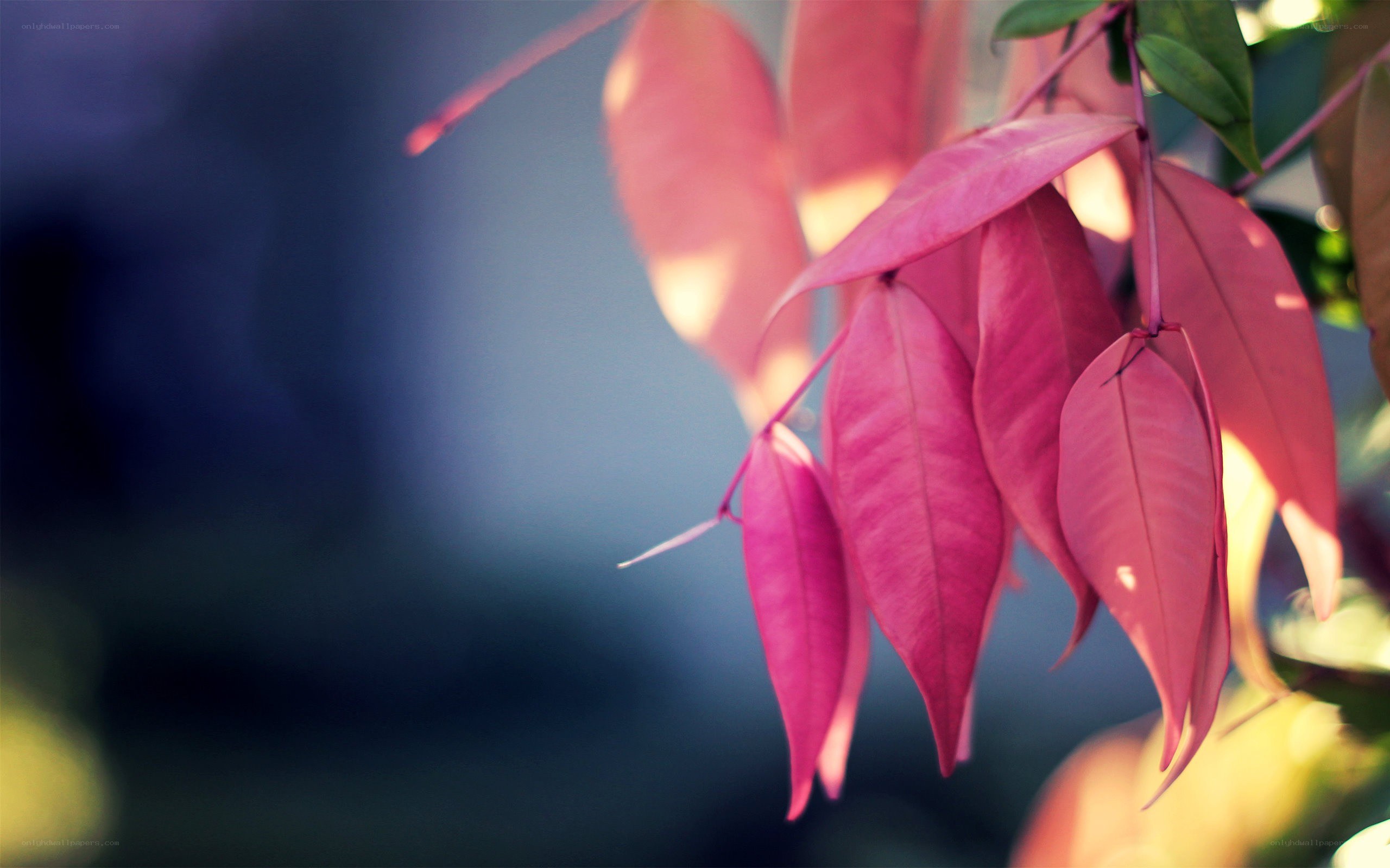 pink leaves in sunlight