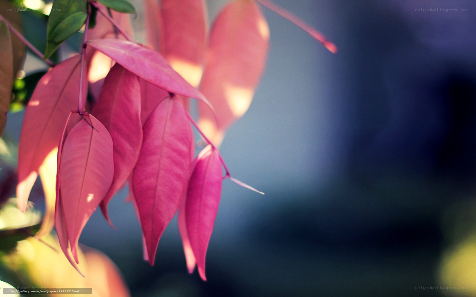 Pink leaves in sunlight