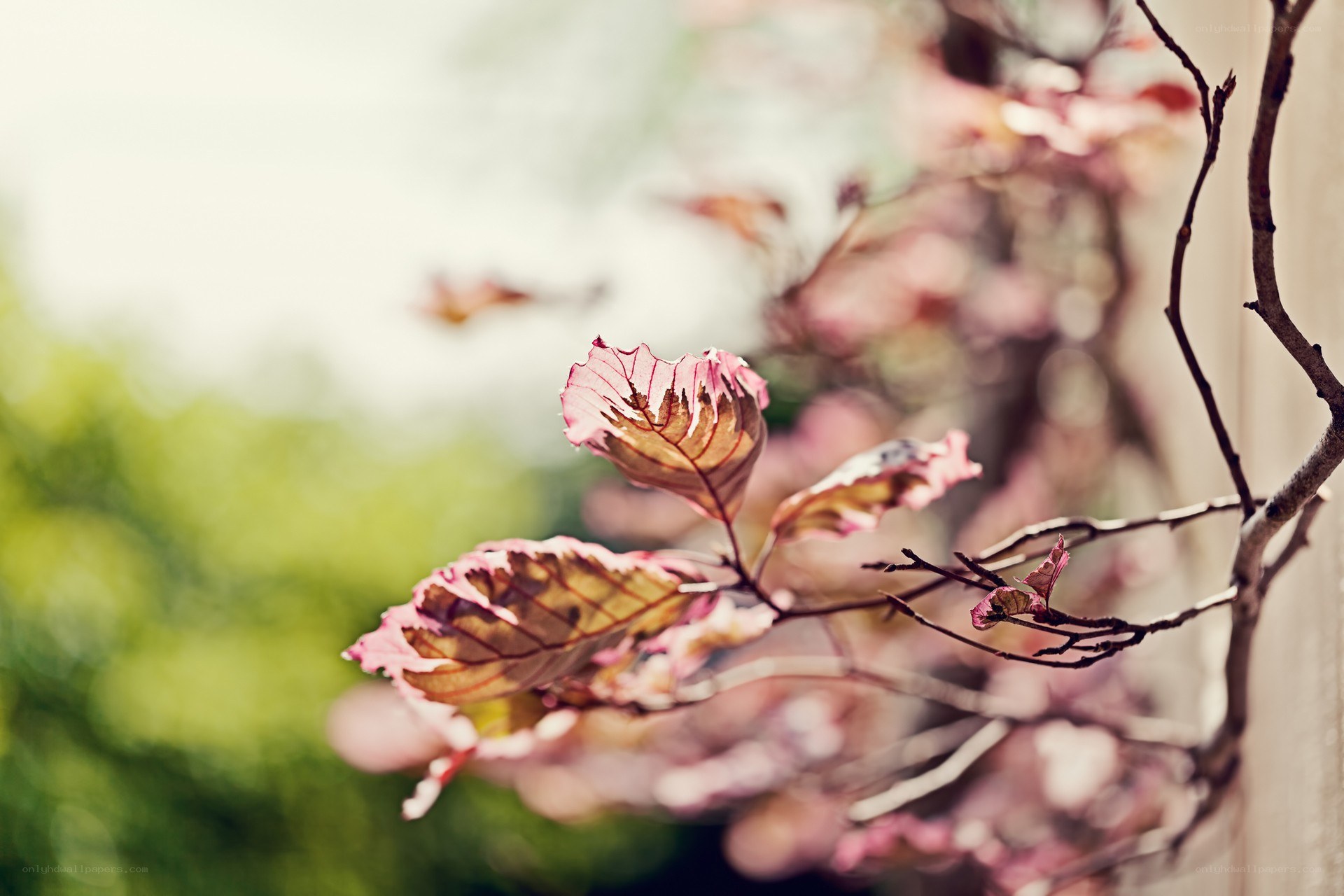 pink leaves on a branch