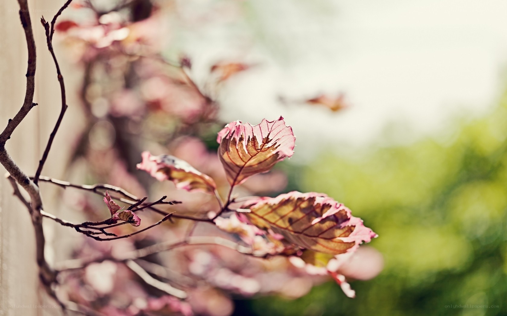 pink leaves on a branch
