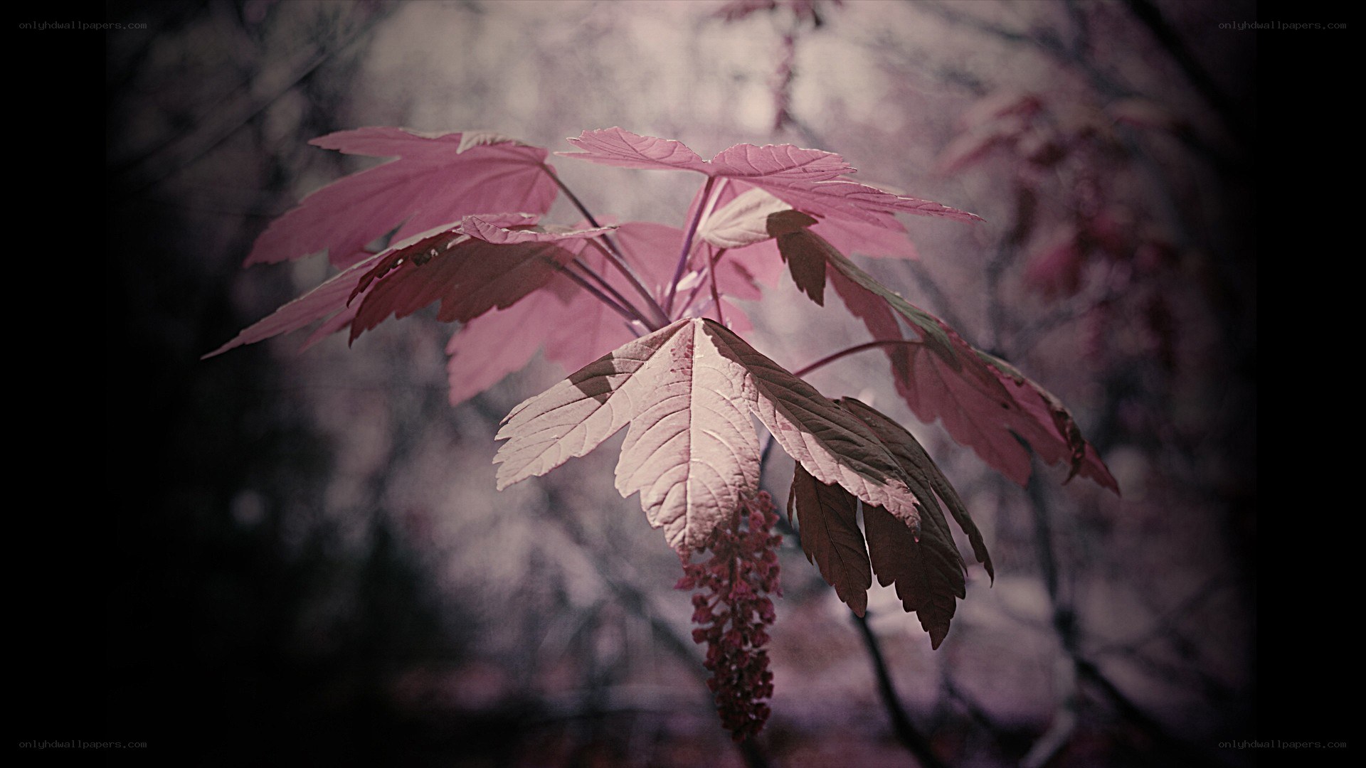 pink leaves on a branch