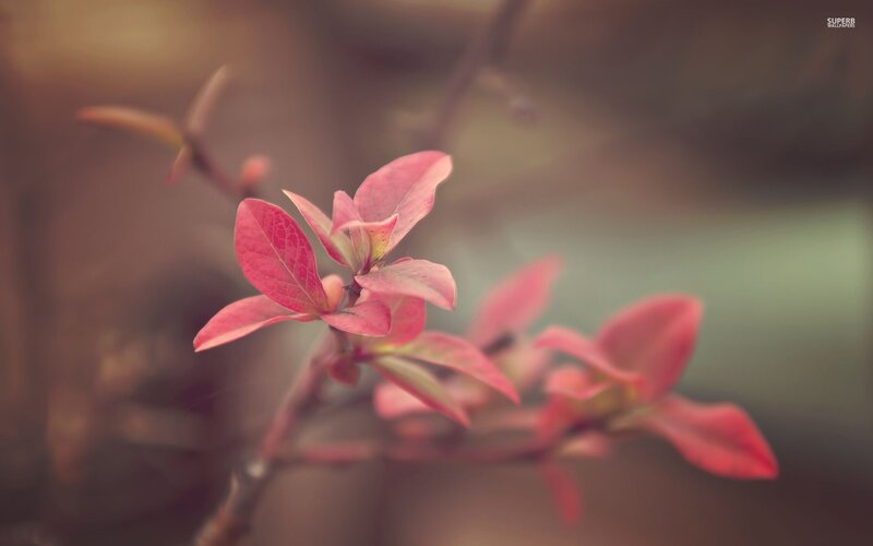 Pink Leaves on a Branch — Serene