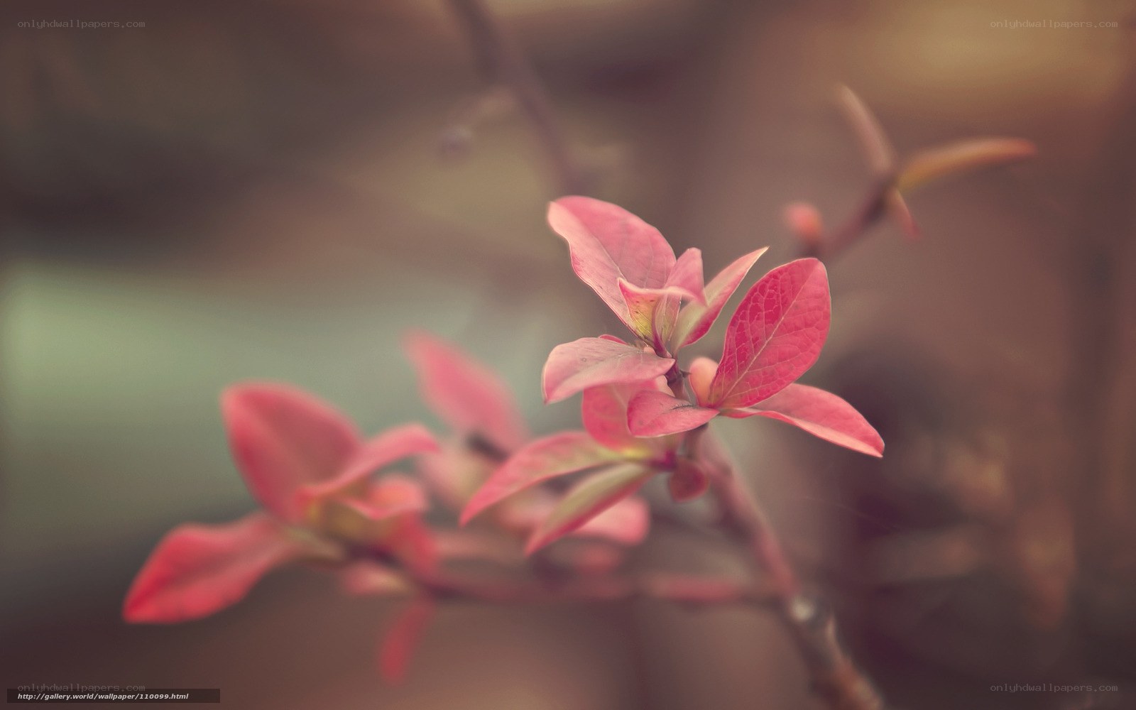 Pink leaves on a branch