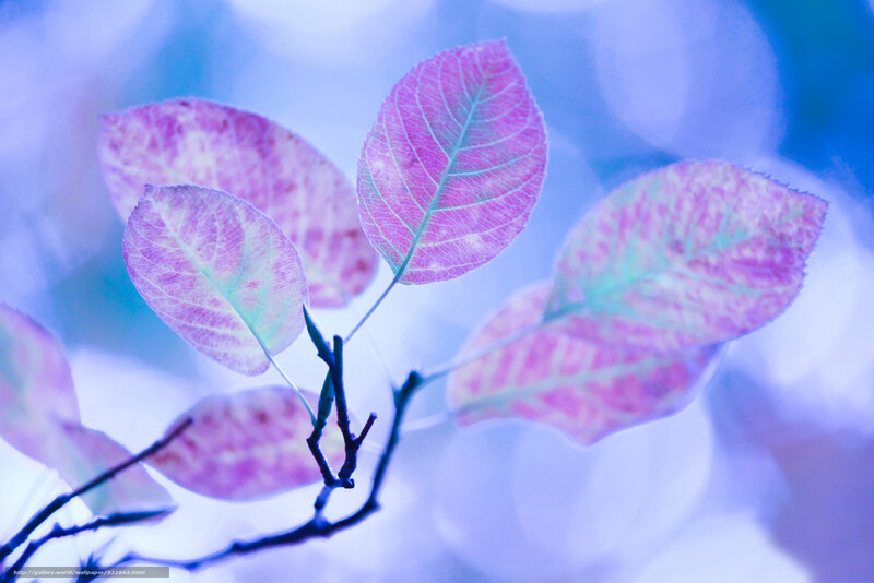 Pink Leaves on Branch — Purple, Serene, Photograph, Bokeh
