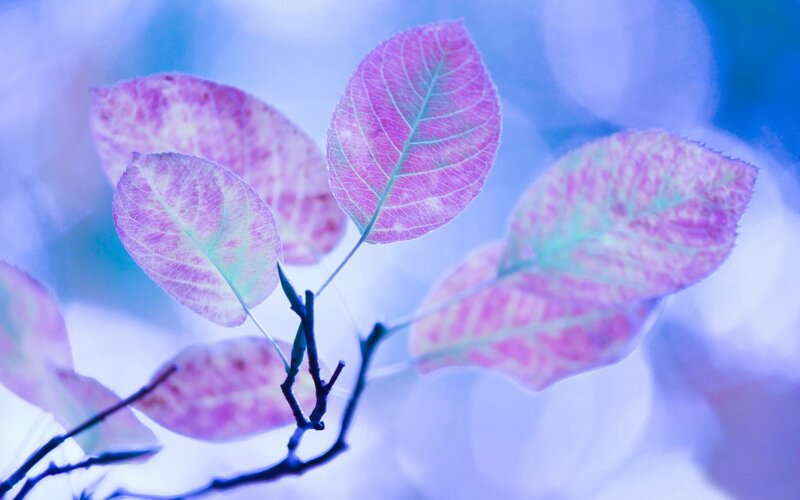 Pink Leaves on Branch — Purple