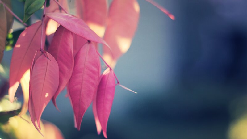 Pink Leaves on Branch — Serene, Afternoon