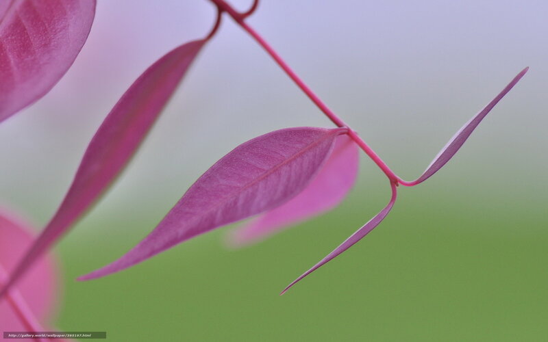 Pink Leaves on Branch — Serene, Photograph